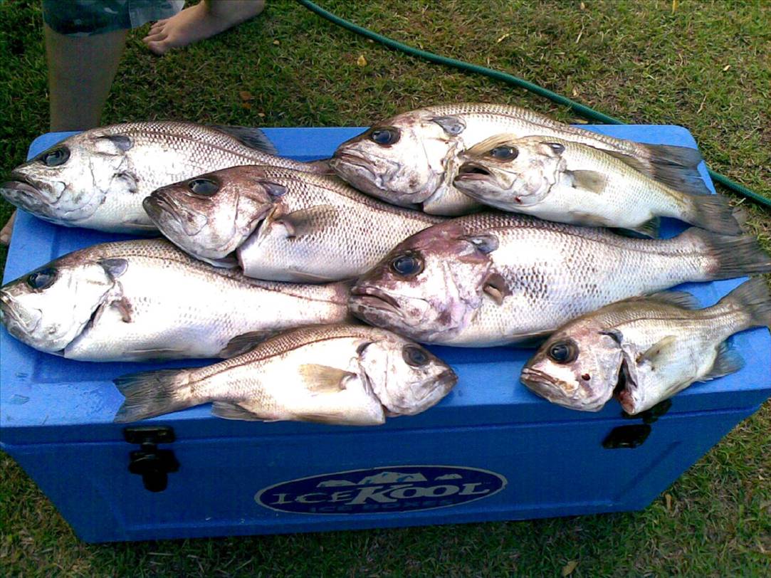 6x4kg and 2x2kg pearlies