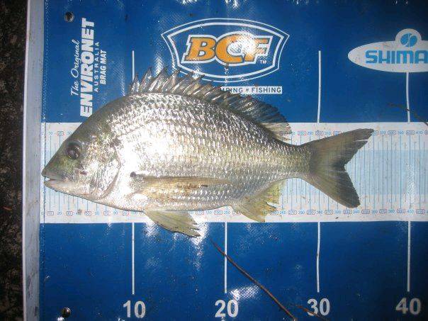 Bream2