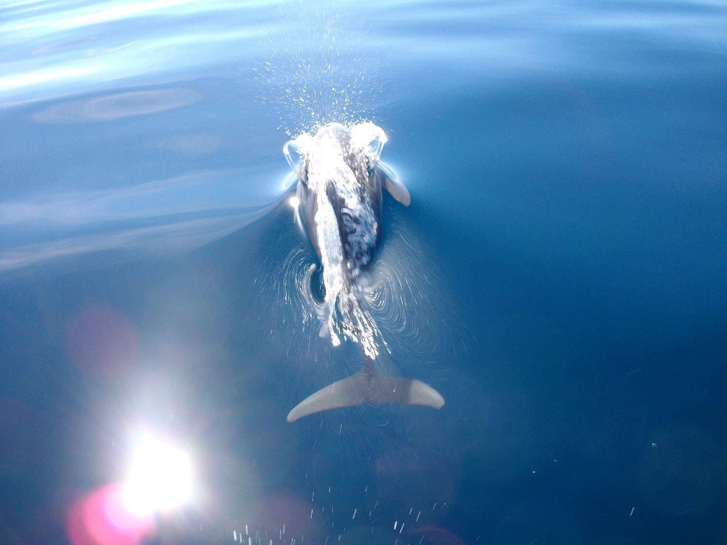 the great wonders of the ocean