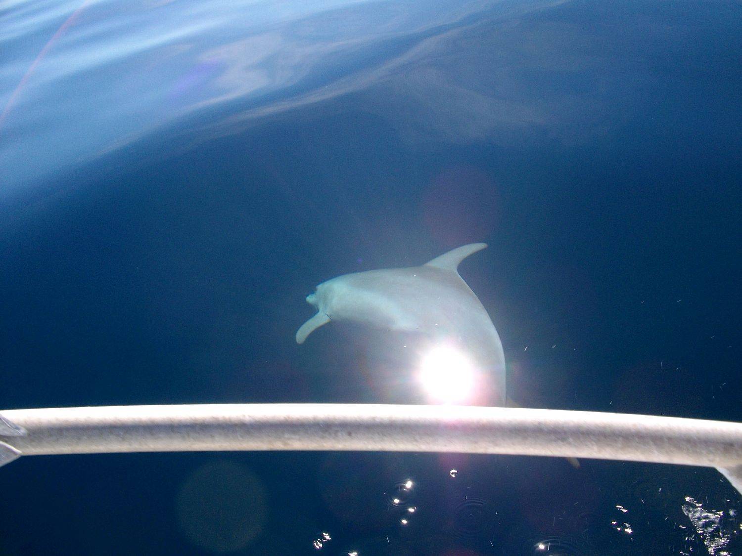 the great wonders of the ocean