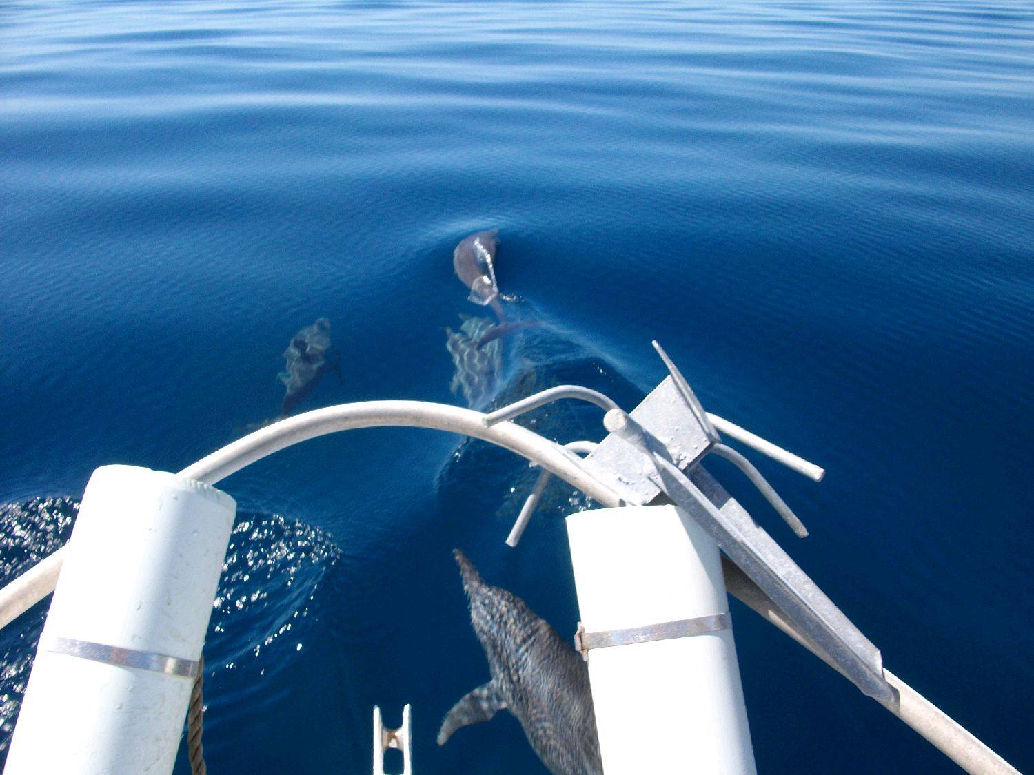 the great wonders of the ocean