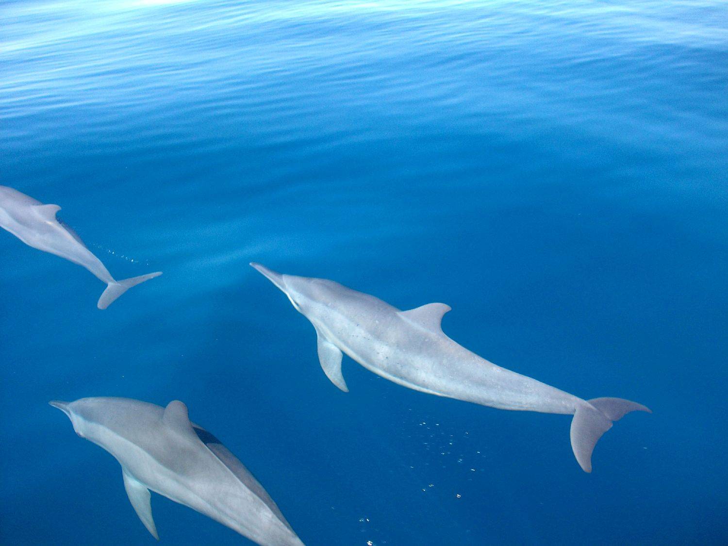 the great wonders of the ocean