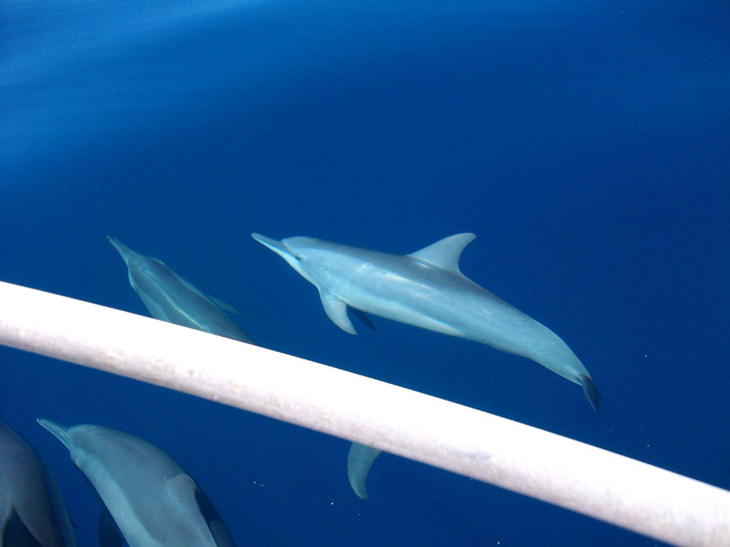 the great wonders of the ocean