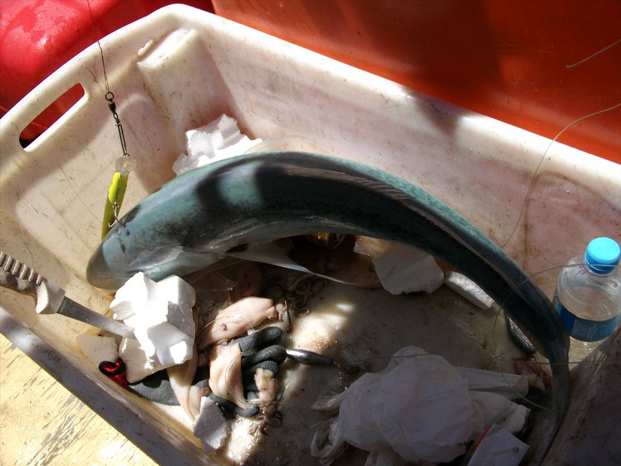 the great wonders of the ocean