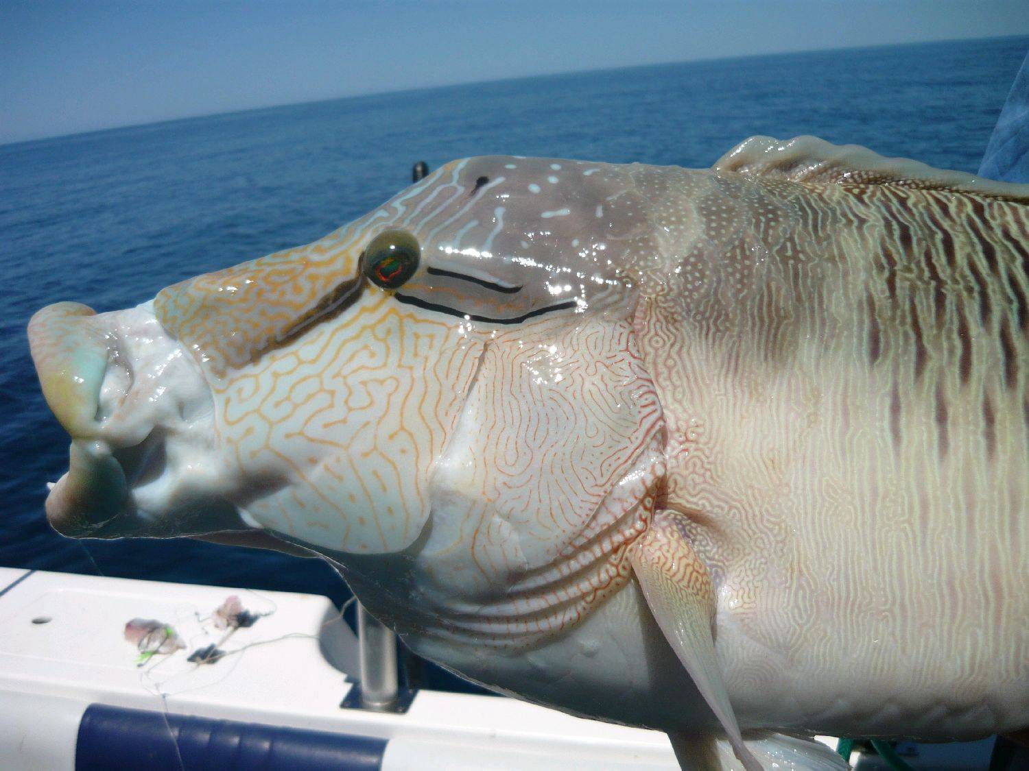 Scruffy outfishes Legaless again at Batt reef