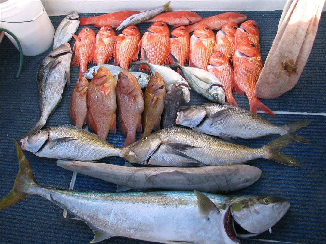 another two great days great catch