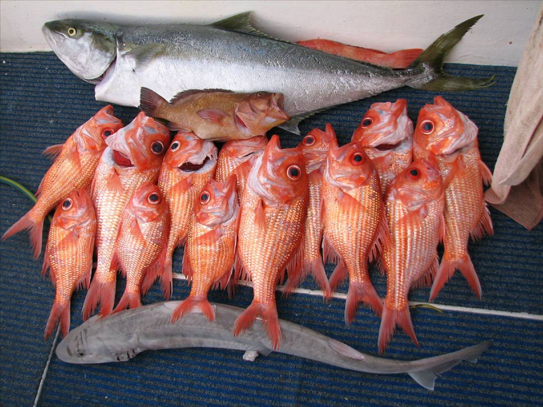 another two great days great catch