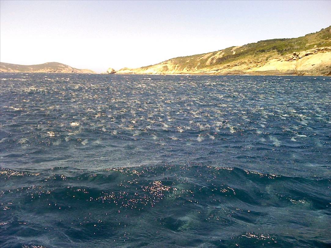 now thats a school of salmon