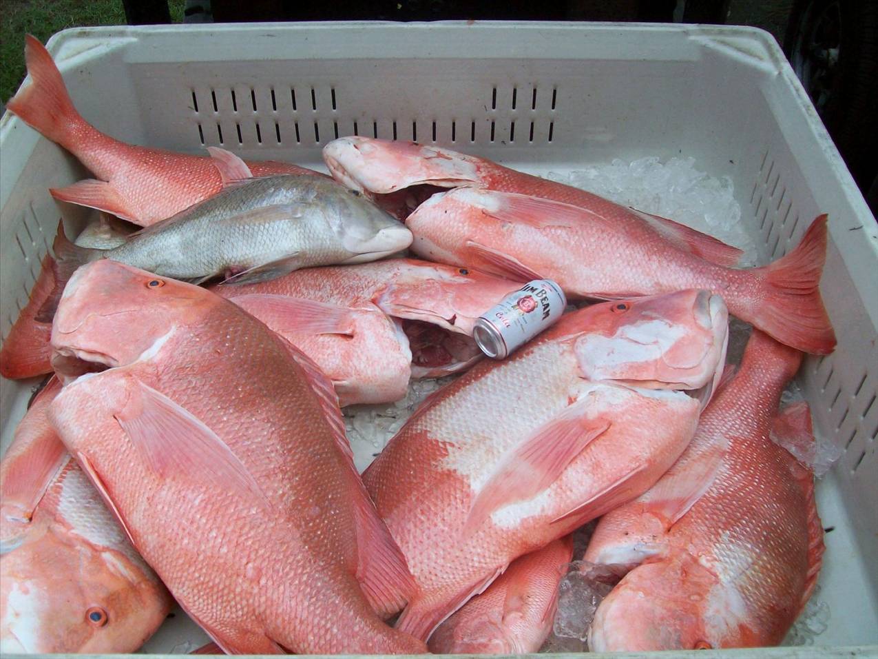 Allan & James - on Afterhours.