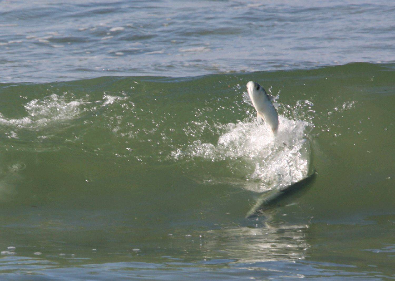 salmon chases mullet