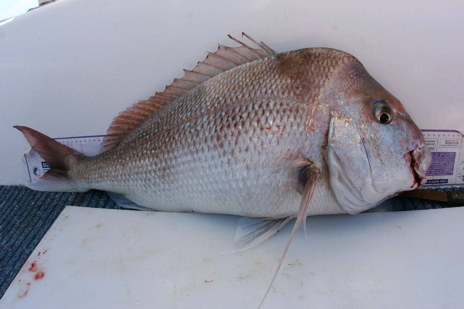 10-06-7 shark bay 276