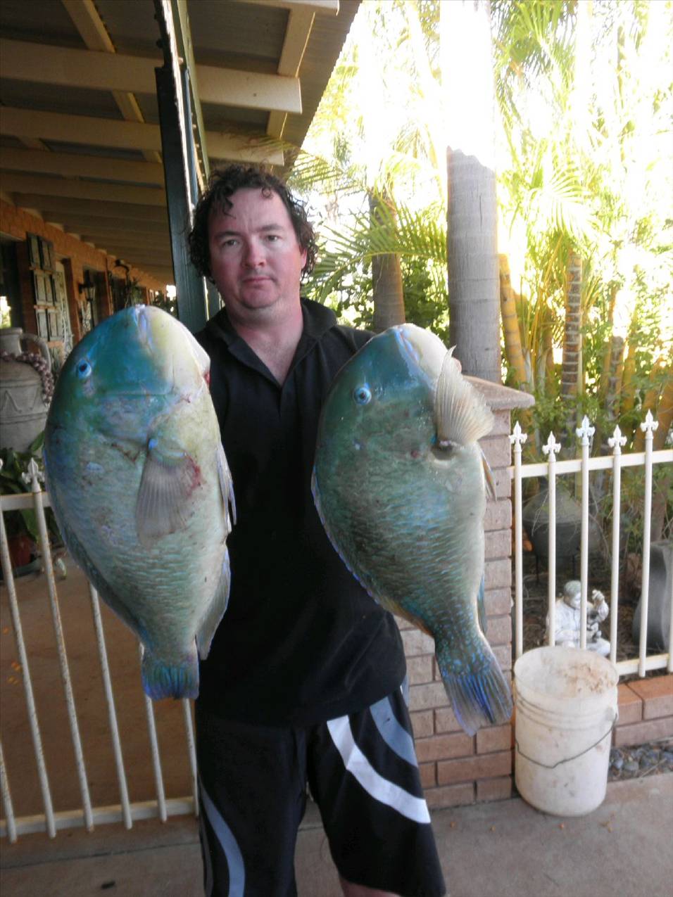 blurter bluebone bash karratha