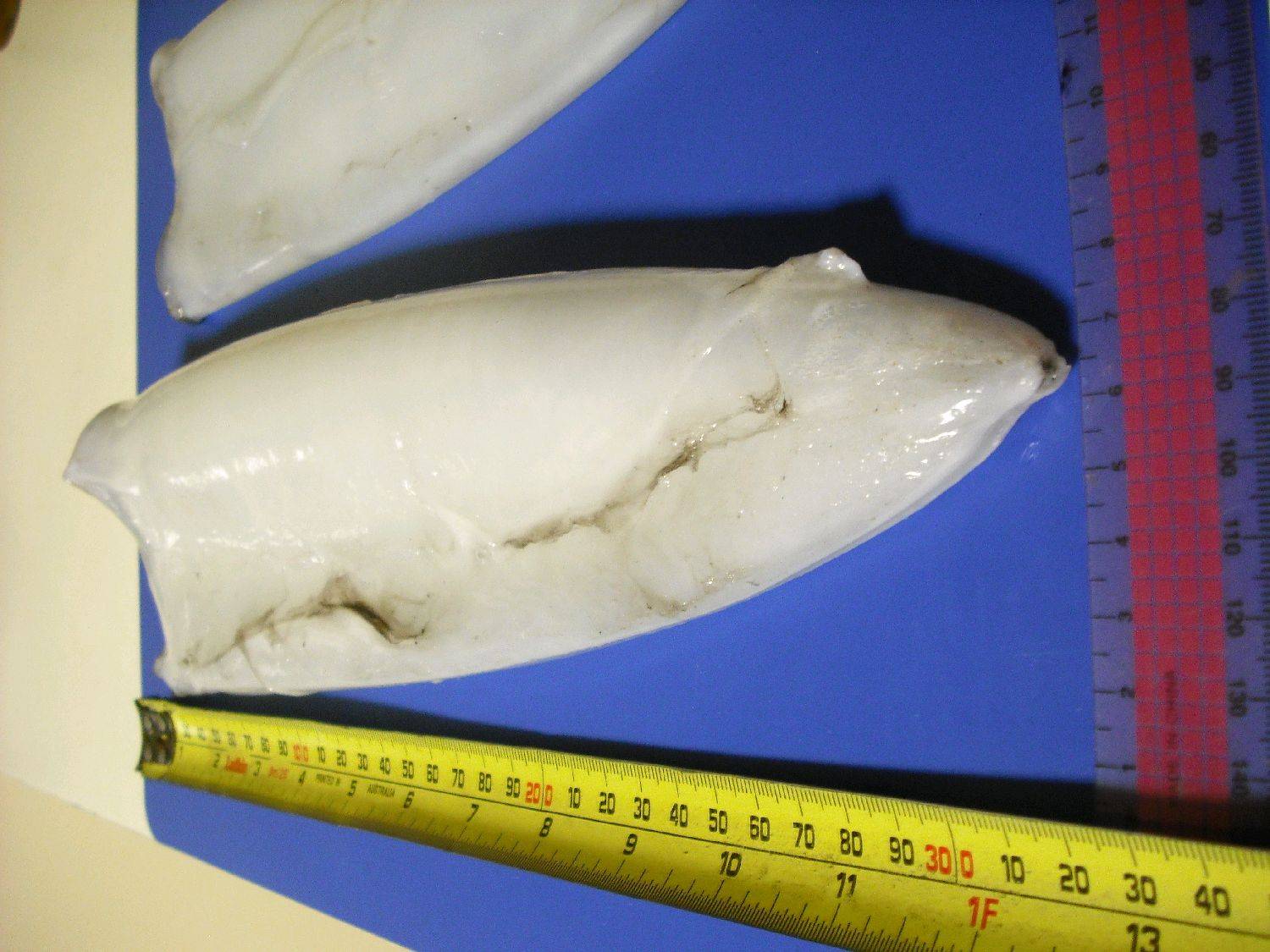 Cracker of a squid 7/7/10