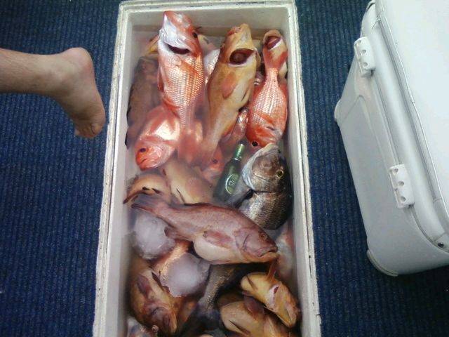 days catch