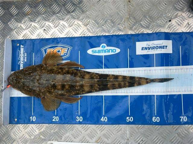 Stew Flatty 66cm Mat 2 (Small)