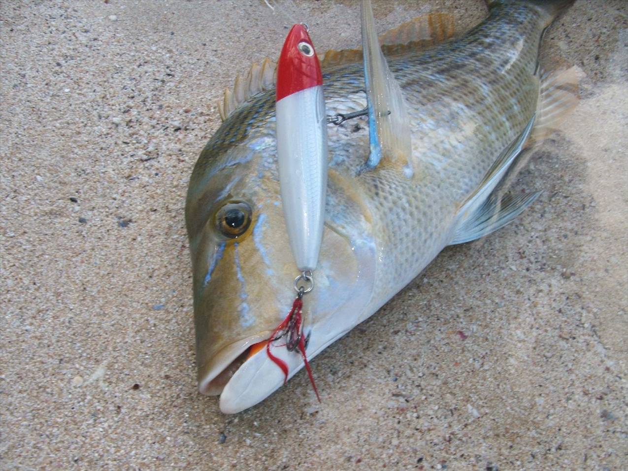 Cape Inscription (29)