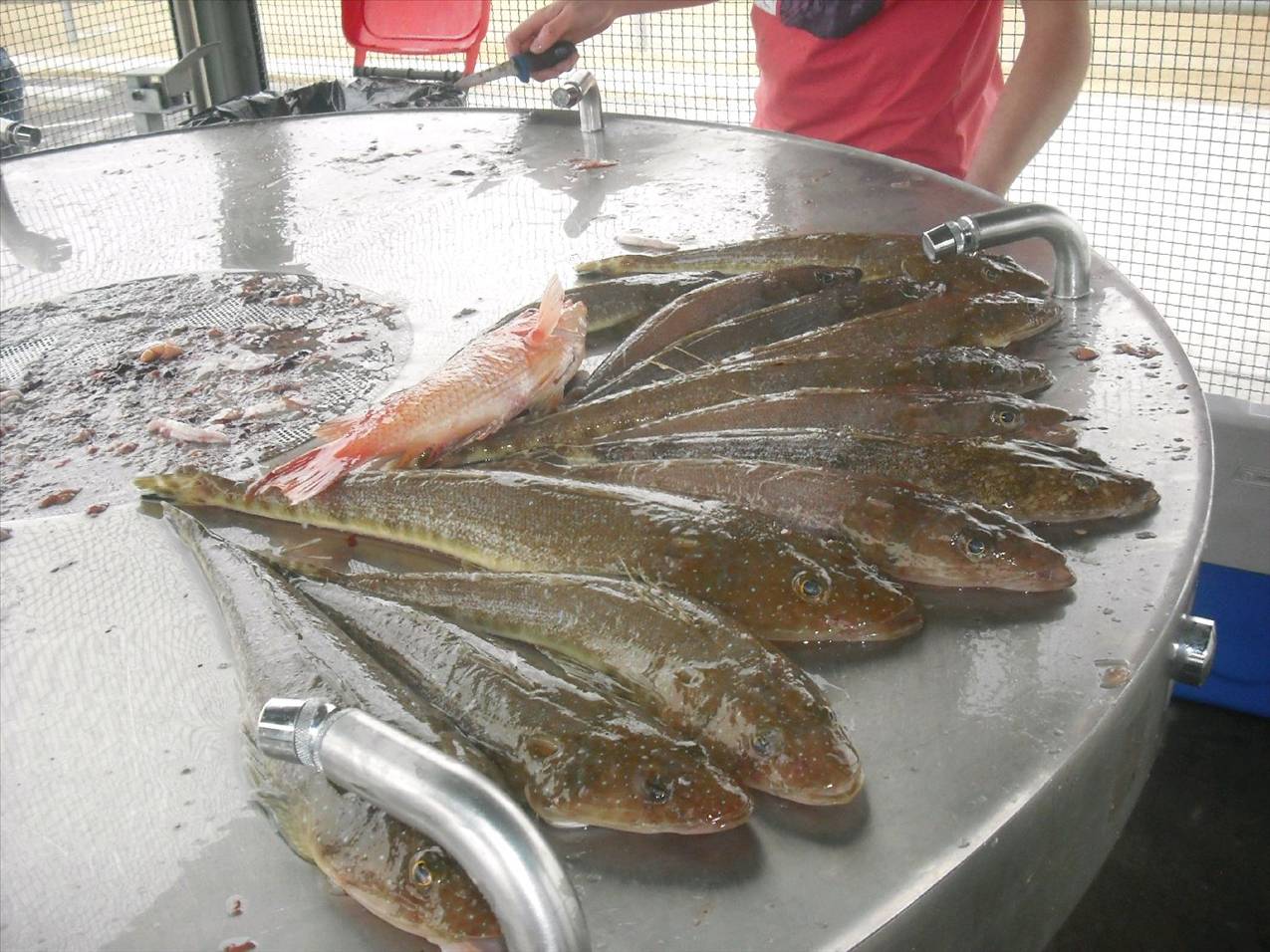 Nice feed of flattie