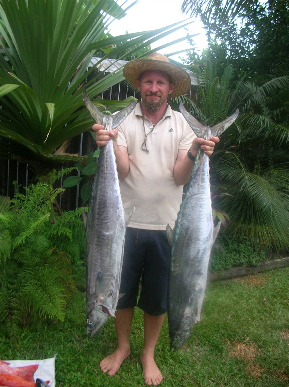 12kg and 14 kg mackeral