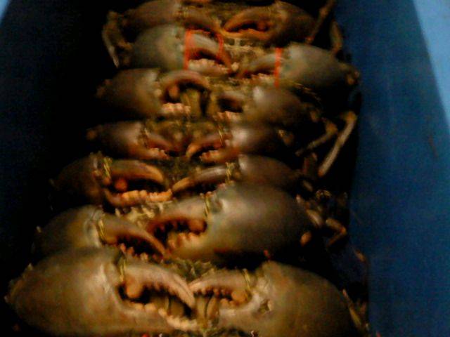 keppel ck. mudcrabs