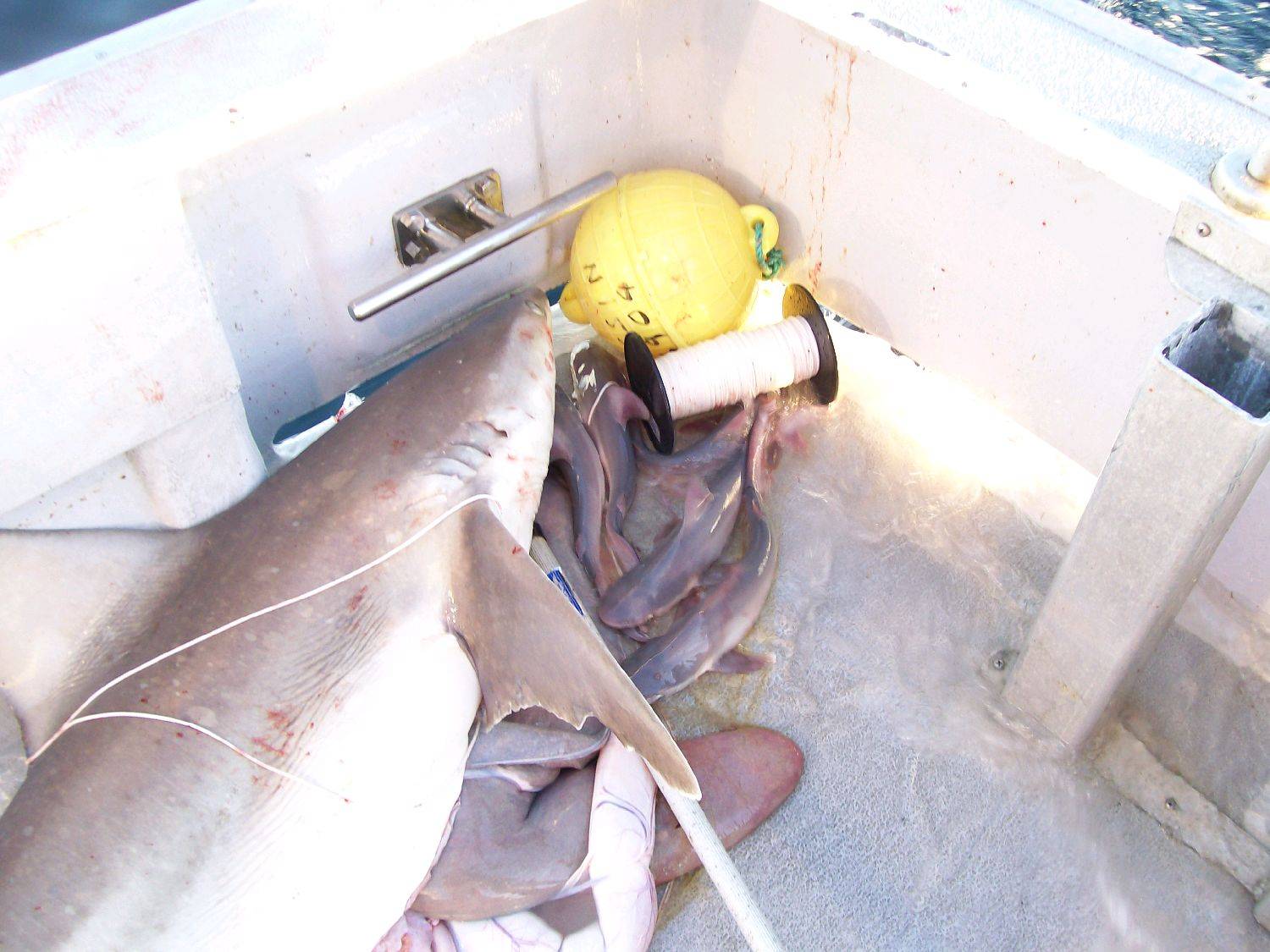 not bad on a hand line