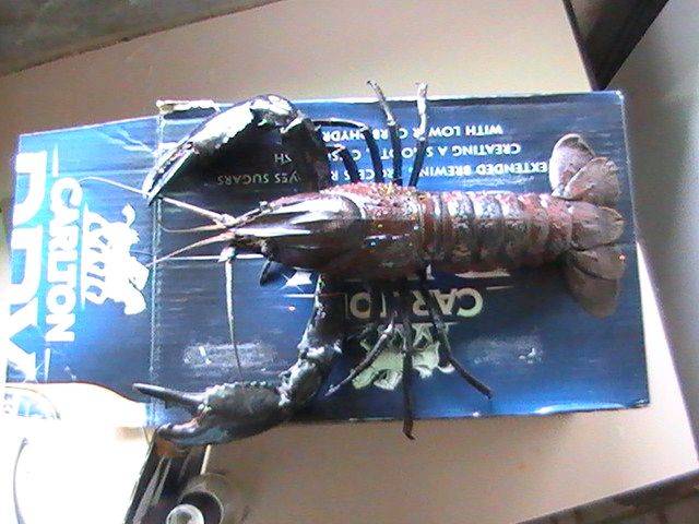 Big Sou-West Marron on SNARE