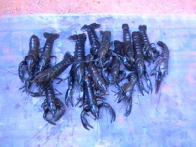 Big Sou-West Marron on SNARE