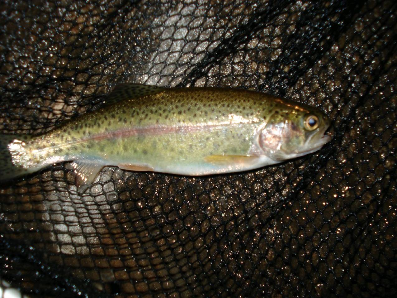 Small Trout