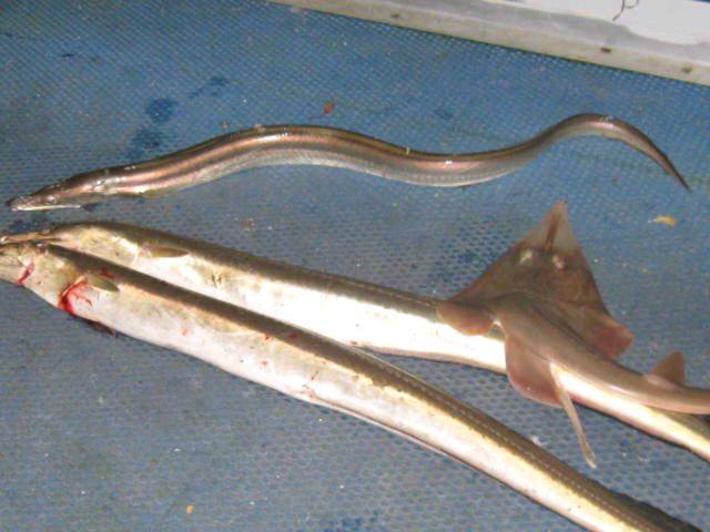 what is the official name of these eels