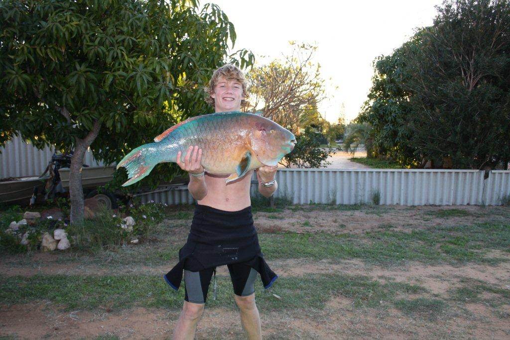 9 kg parrot fish