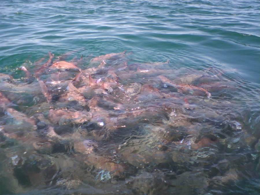 did someone say pinkies