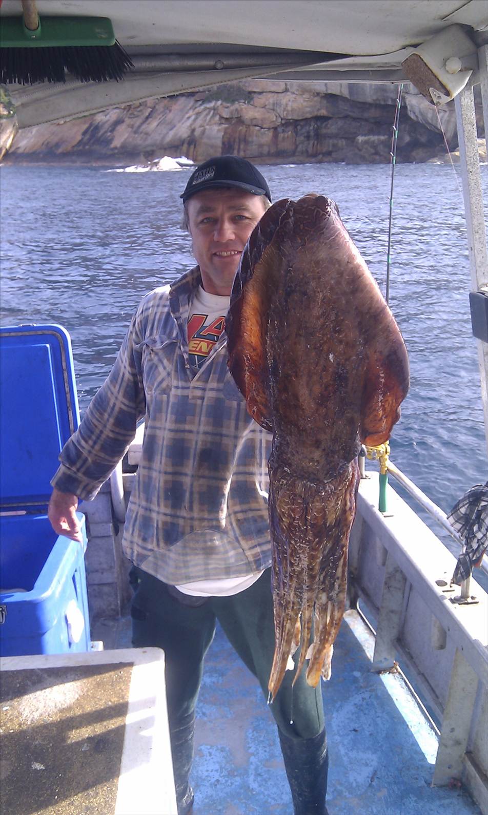 8KG cuttlefish