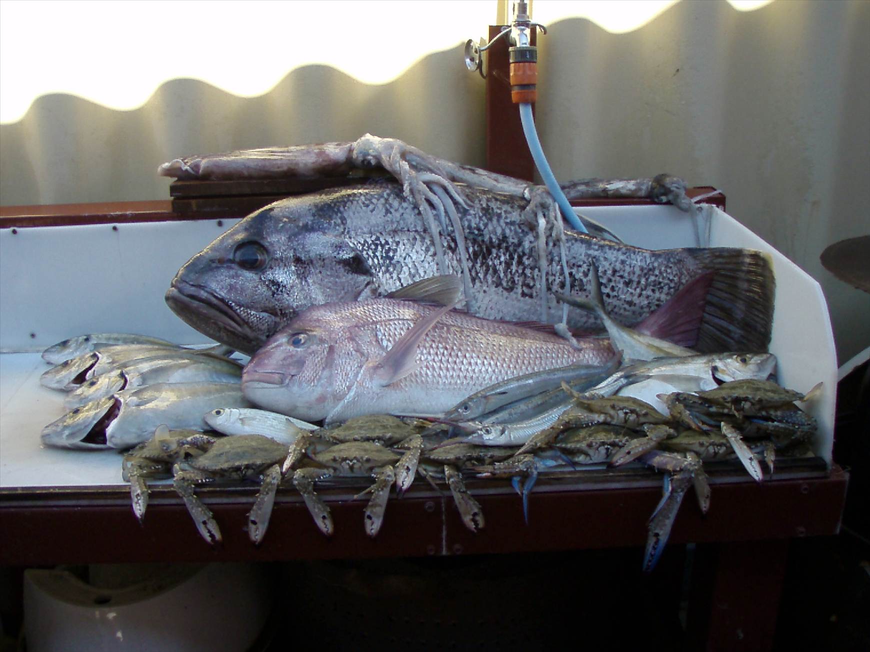 mixed bag,dhufish,snapper,squid,crabs,skippy,gardies