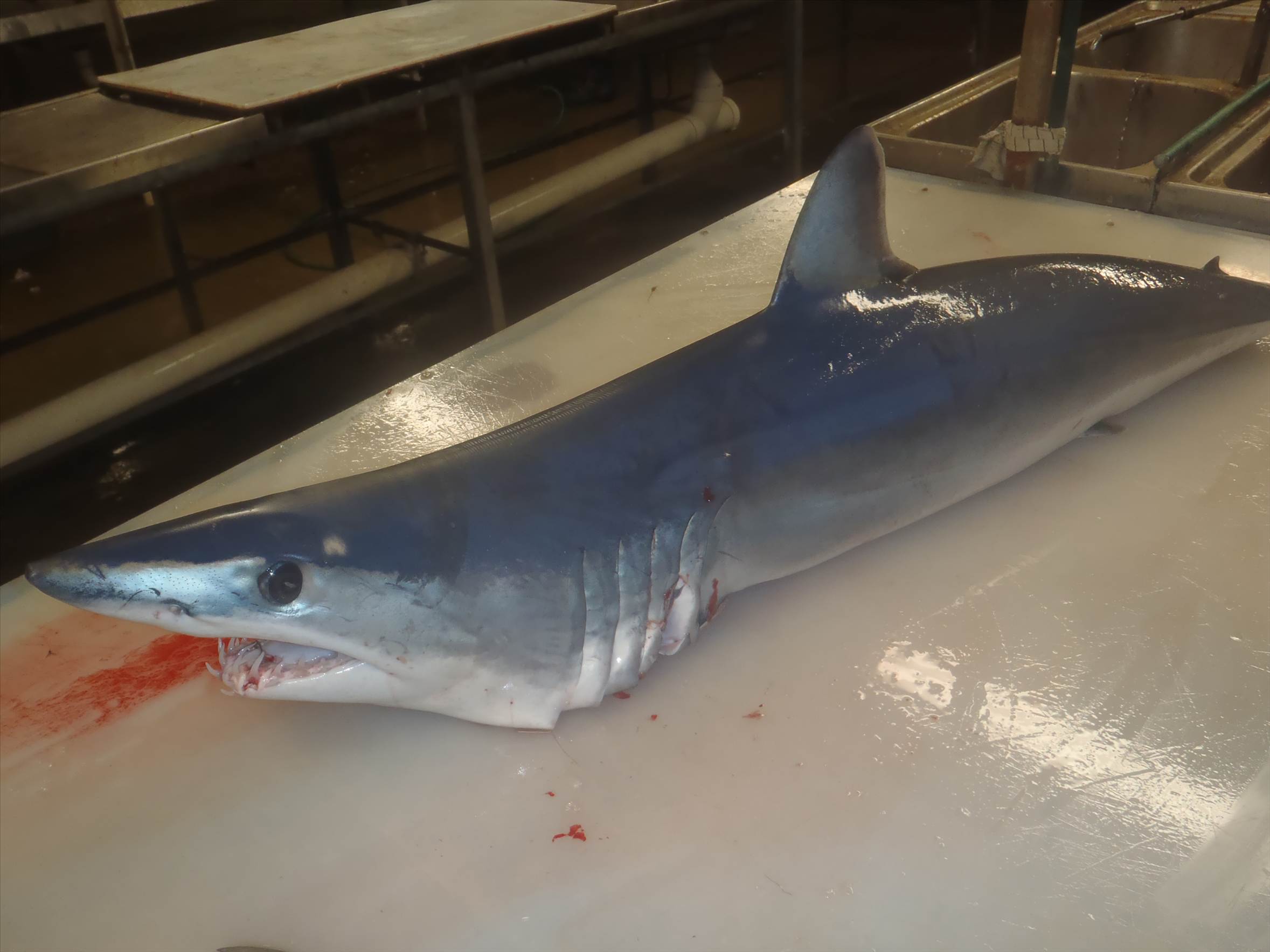 mako stalked the boat