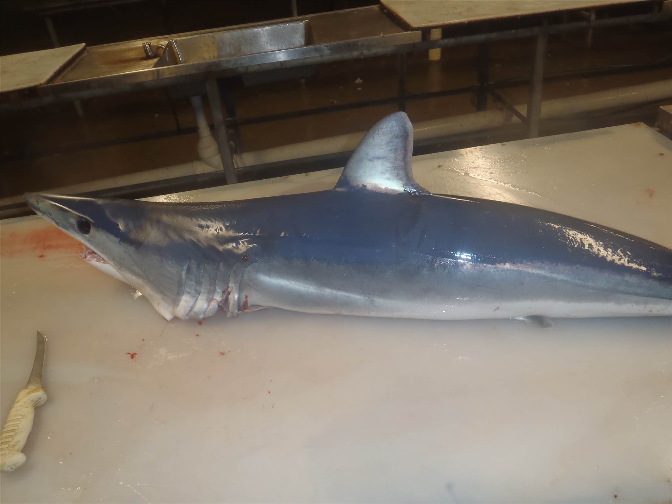 mako stalked the boat