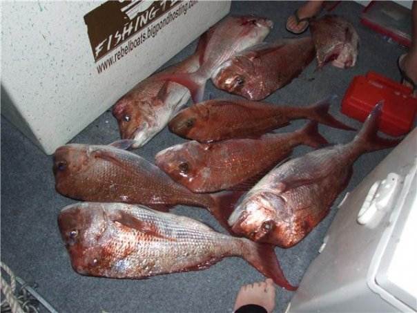 snap-dragon JURASSIC