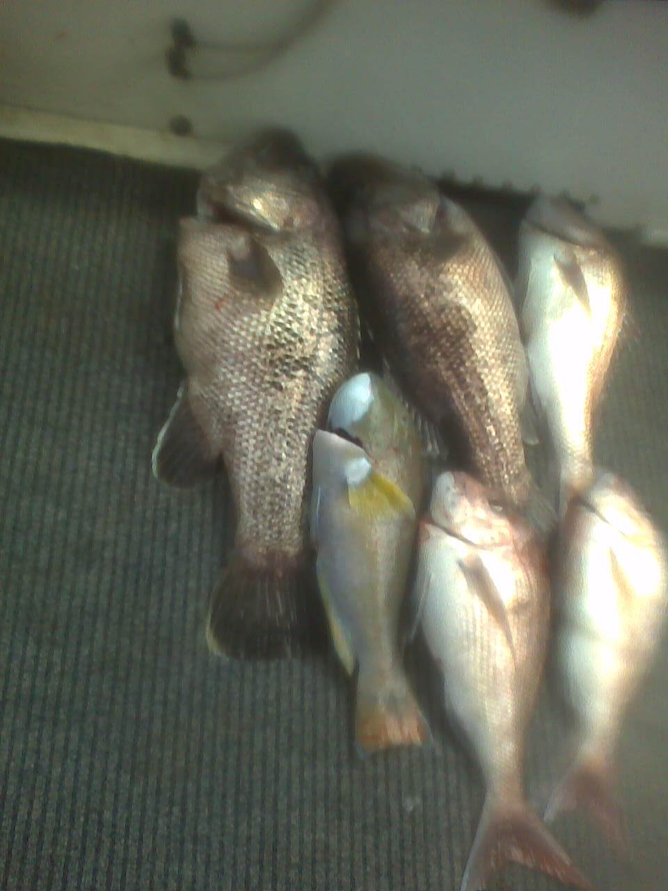 12 and 15 kg jewies 5kg bauldy 4-5 kg pinkys