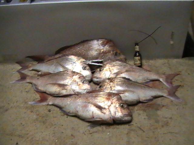 GREAT !  More filleting....