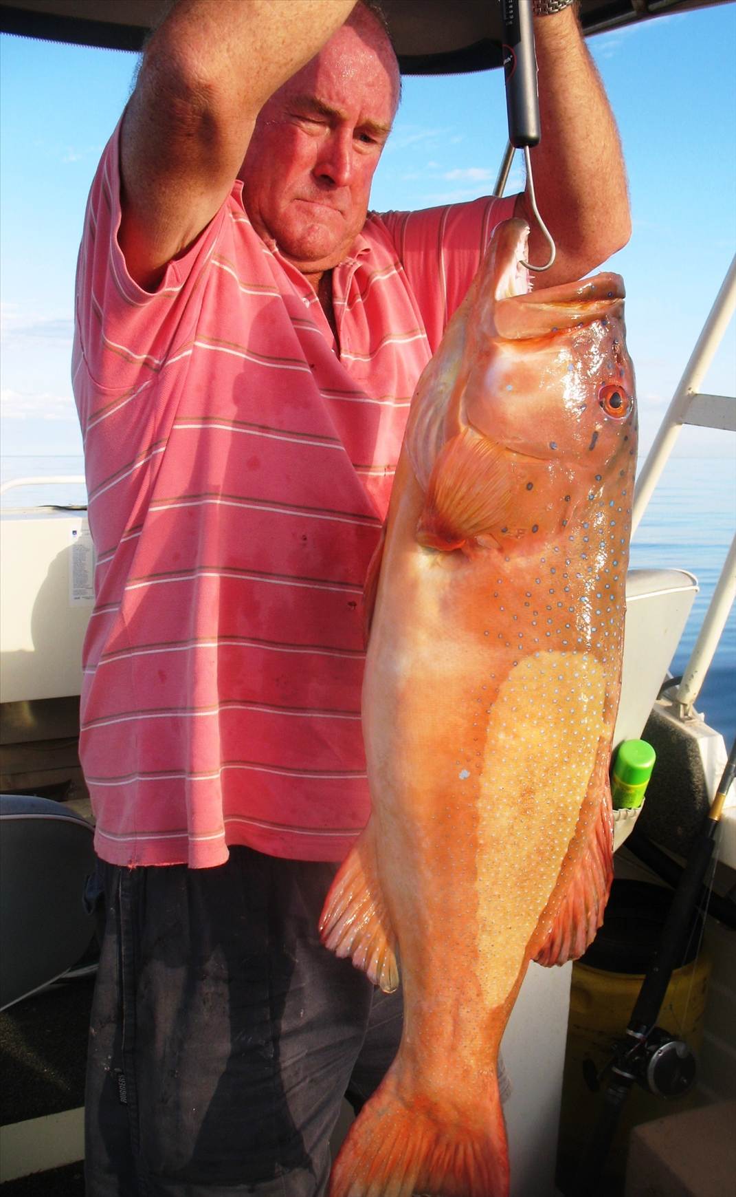 Roy's Coral Trout