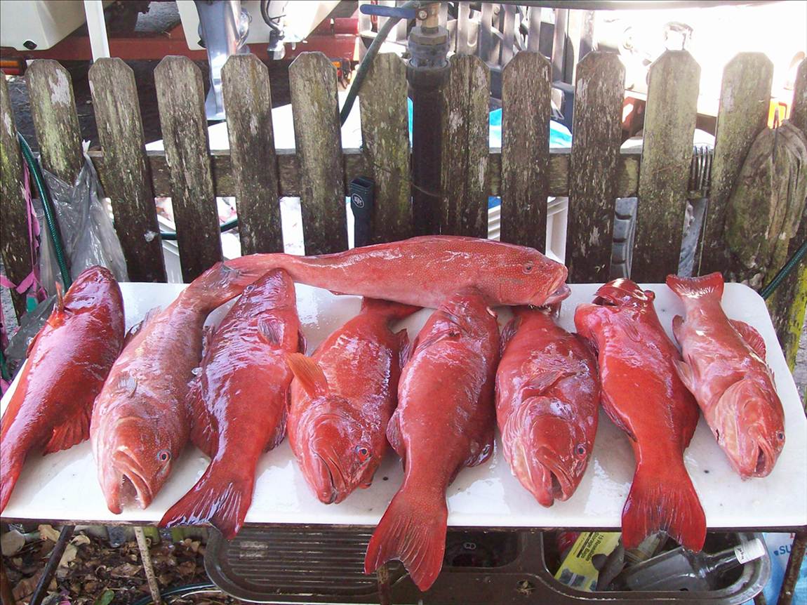 Allan and James up the trout.