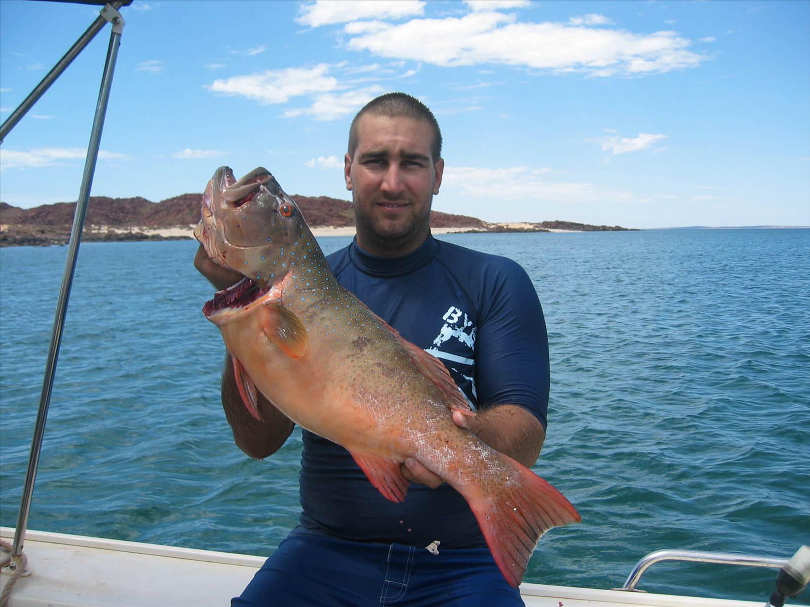 Dampier Trout
