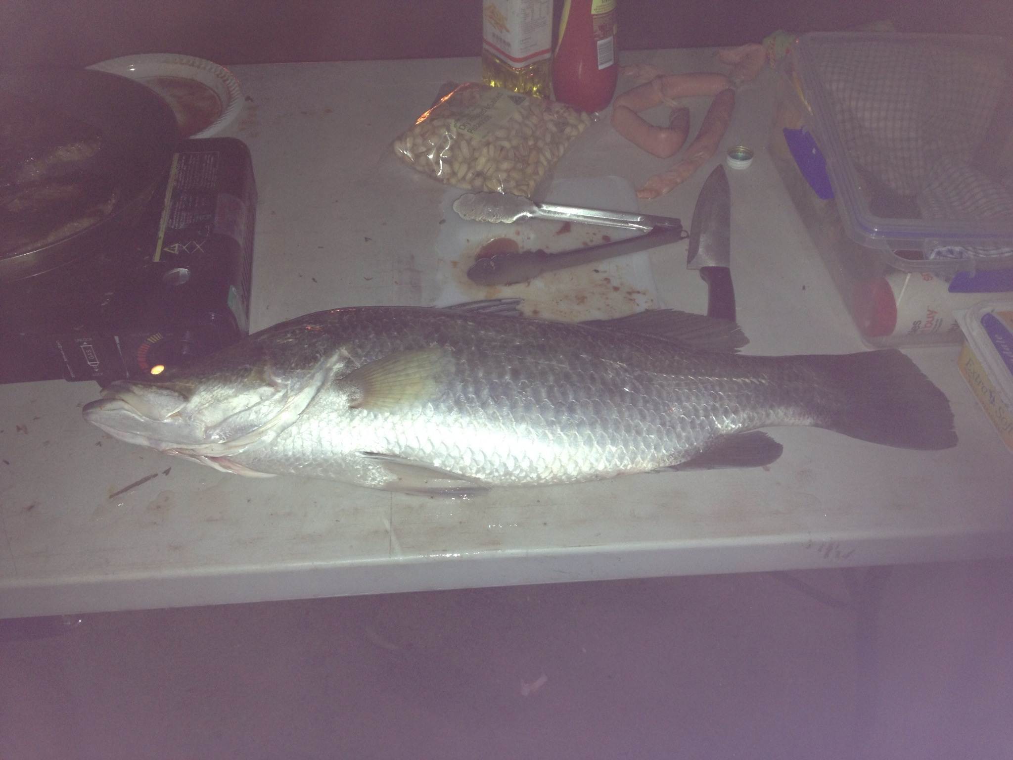 Nice feed of Barramundi