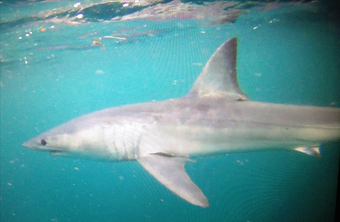 3.5 mt. Mako while Kayaking