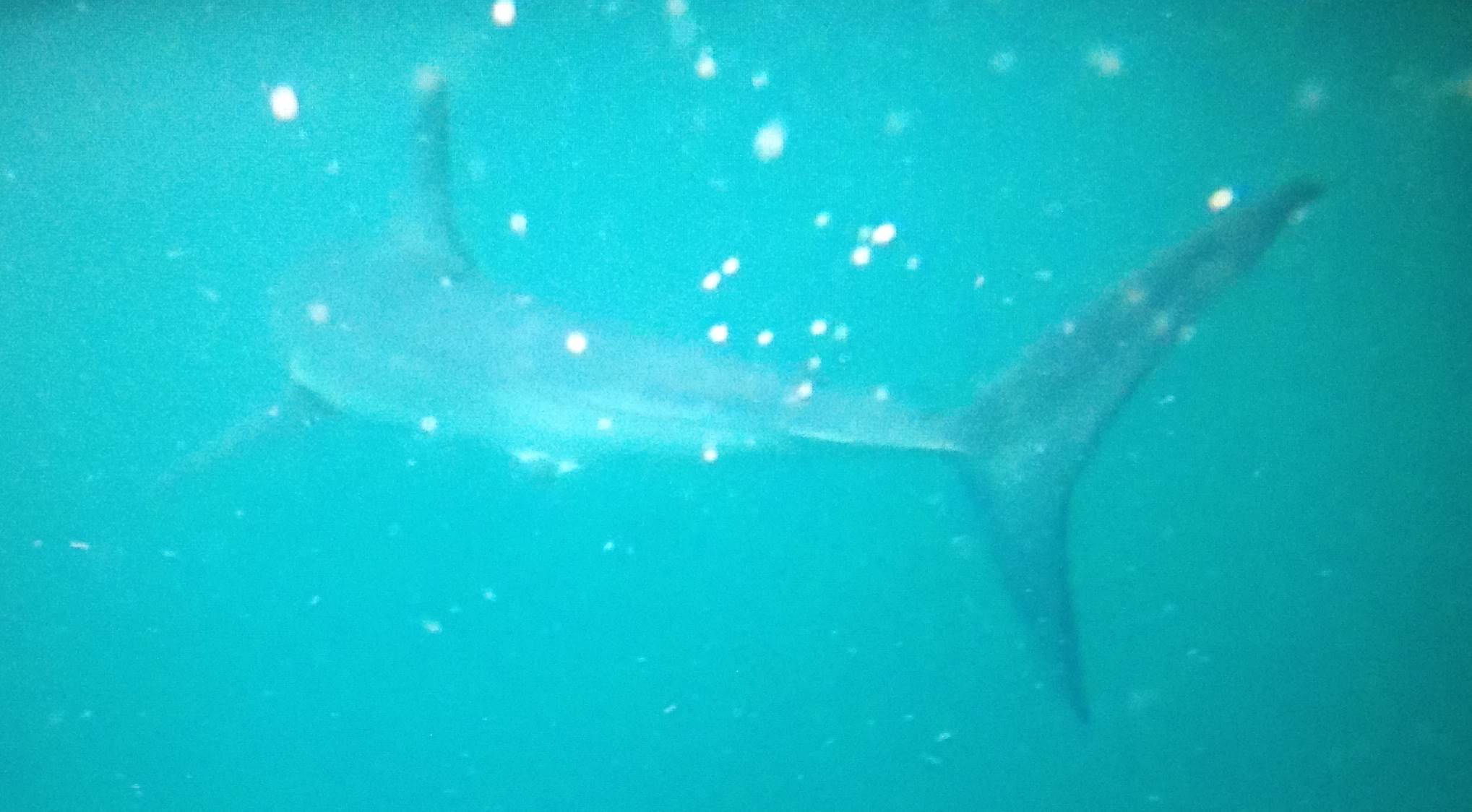 3.5 mt. Mako while Kayaking