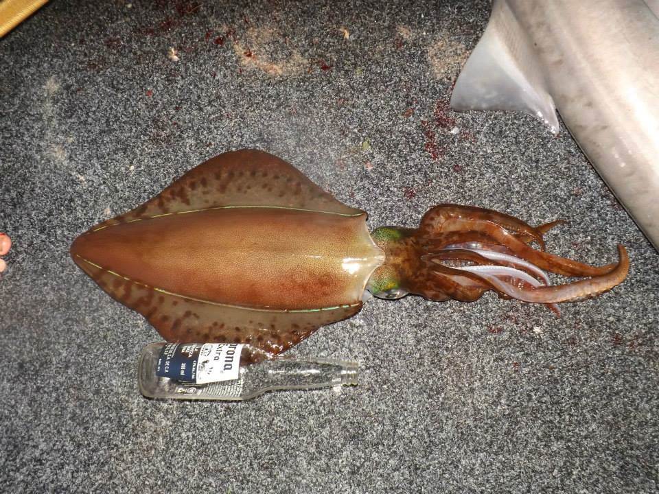 Common in the waters off Esperance