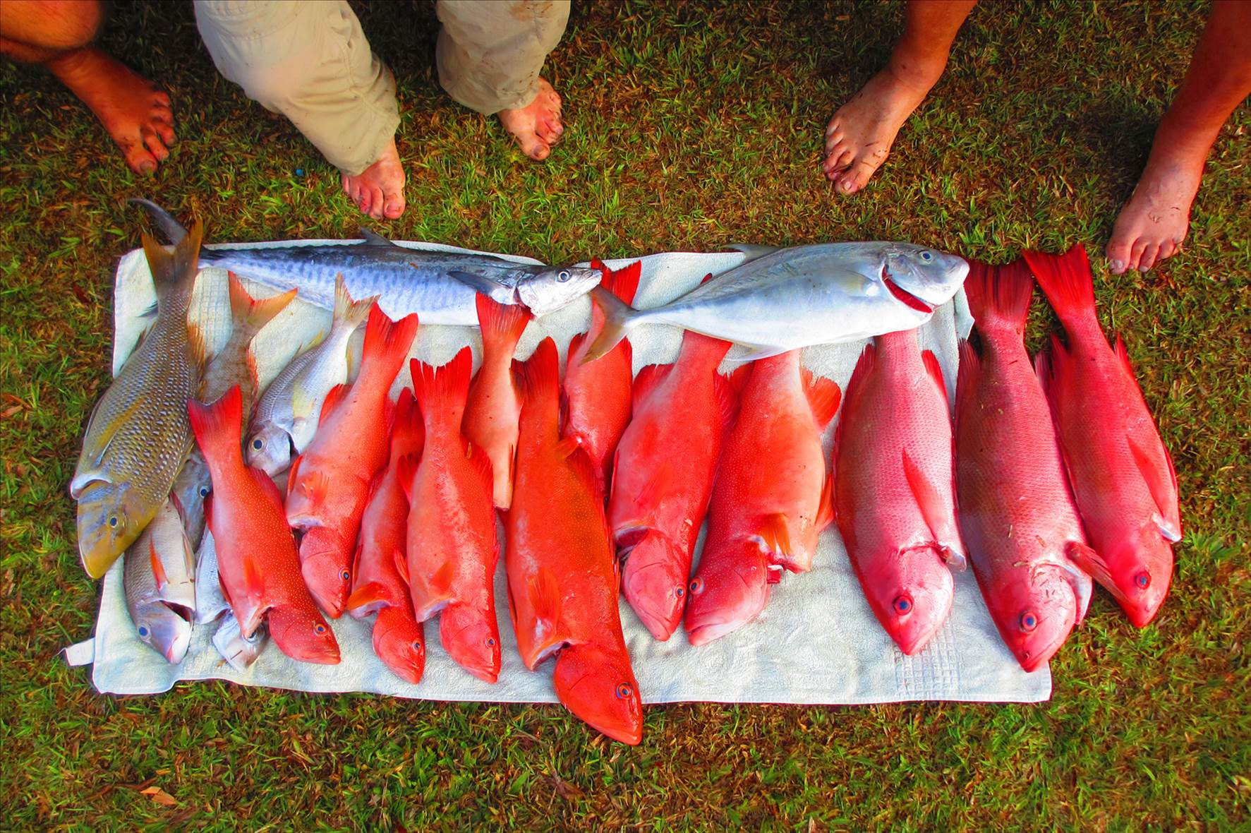 Mixed bag of goodies