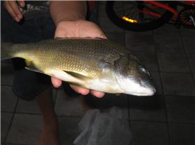 a 28cm black bream caught at the flood gates in Bunbury