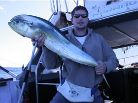 dolphin fish good tucker