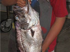 3.5kg dhufish caught 20 miles out, Bunbury