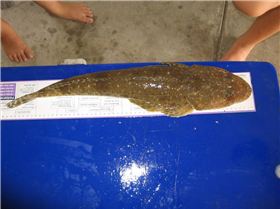 57cm flathead (bluespott)