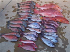 Half Days Fishing on Reel Teeze